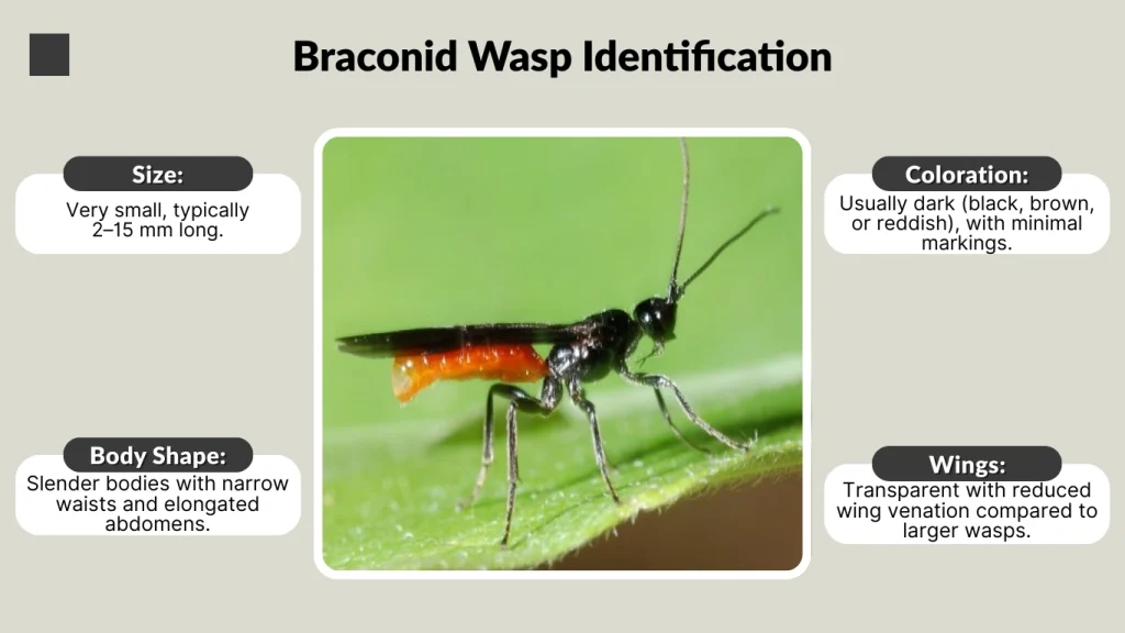 Braconid Wasp Identification