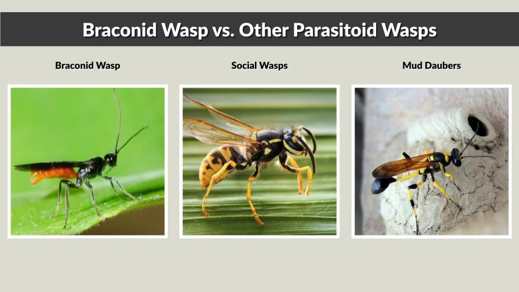 Braconid Wasp vs. Other Parasitoid Wasps