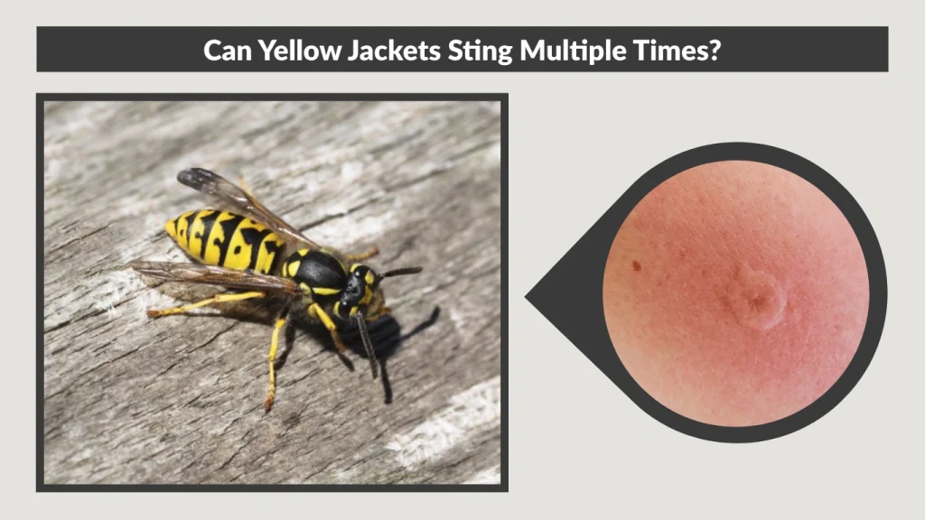Can Yellow Jackets Sting Multiple Times