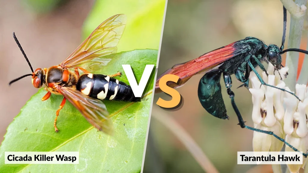Cicada Killer Wasp vs. Tarantula Hawk
