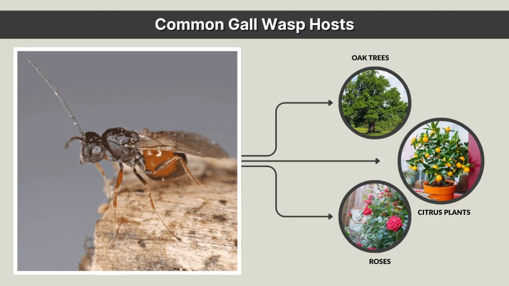 Common Gall Wasp Hosts