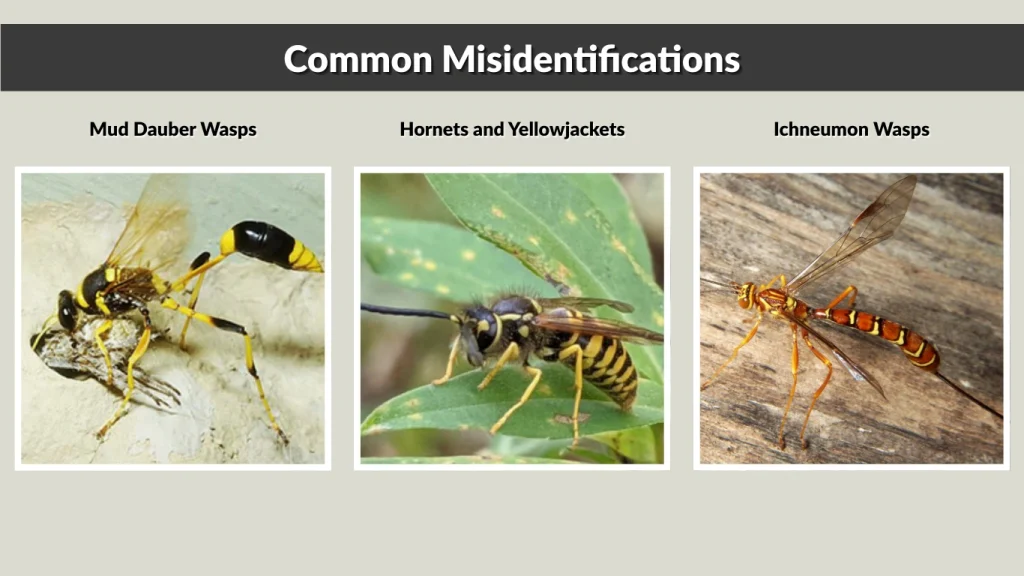Common Misidentifications