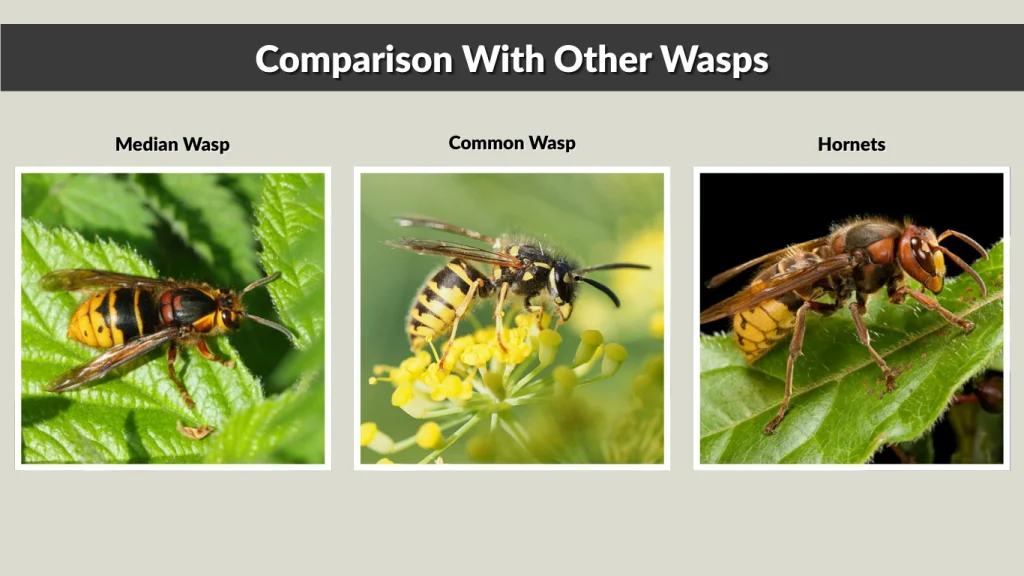 Comparison With Other Wasps