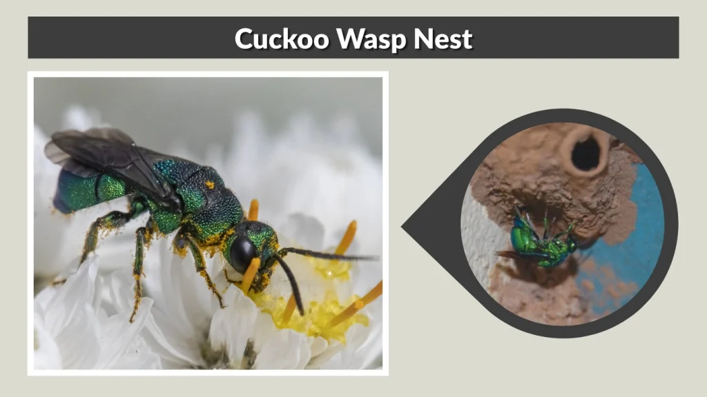 Cuckoo Wasp Nest