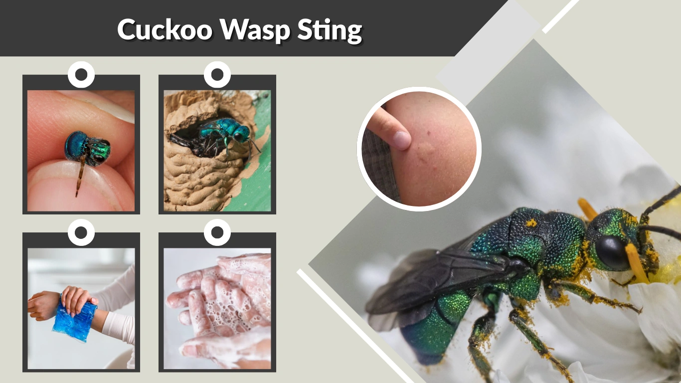 Cuckoo Wasp Sting Symptoms, Reaction, and Treatment