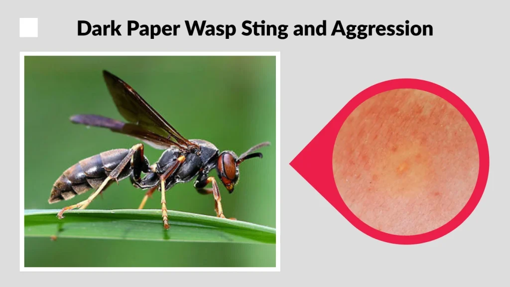 Dark Paper Wasp Sting and Aggression