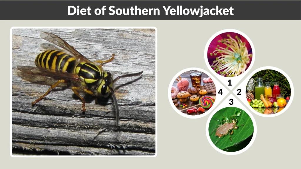 Diet of Southern Yellowjacket