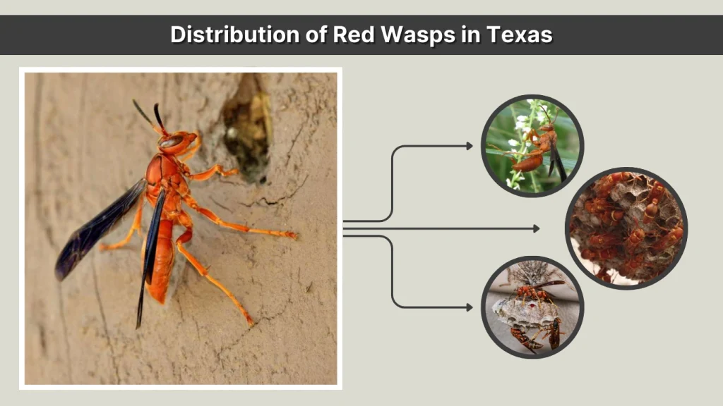 Distribution of Red Wasps in Texas