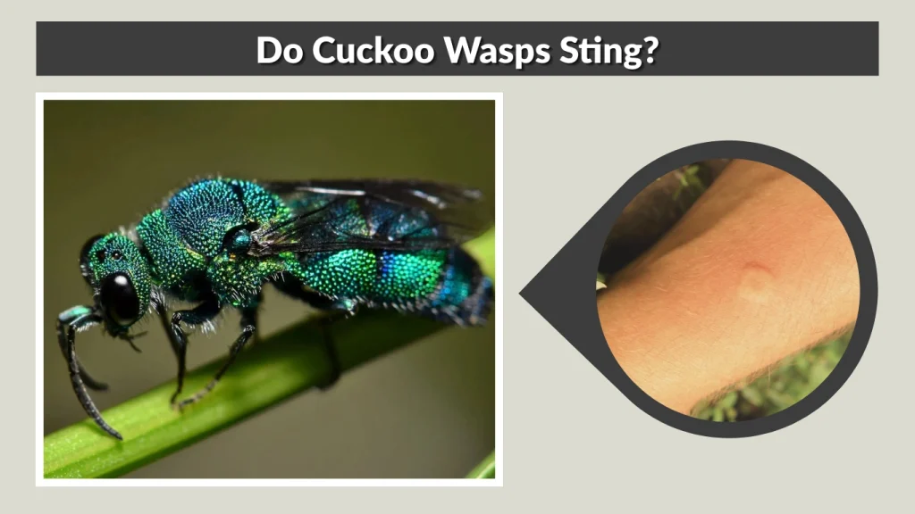 Do Cuckoo Wasps Sting