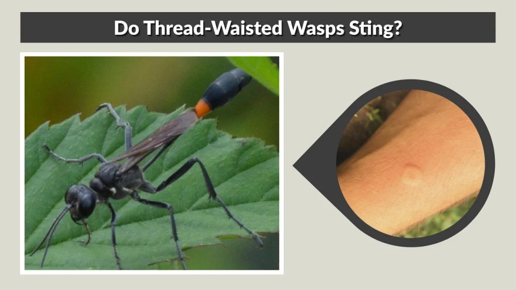 Do Thread-Waisted Wasps Sting