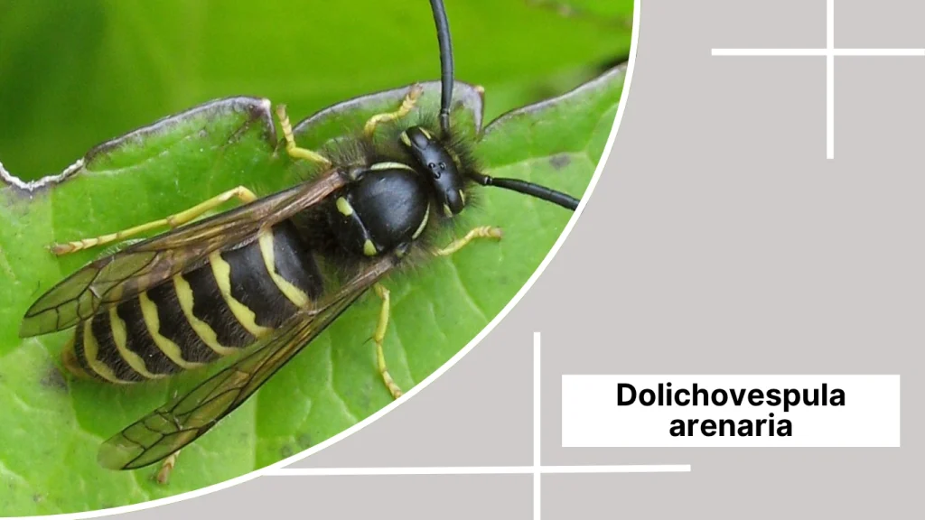 Dolichovespula arenaria