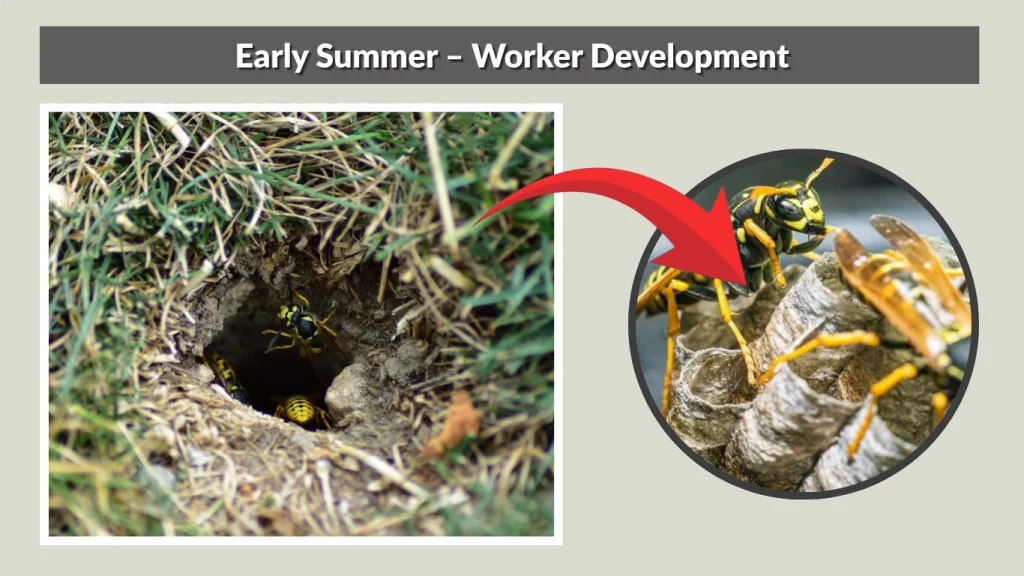 Early Summer – Worker Development