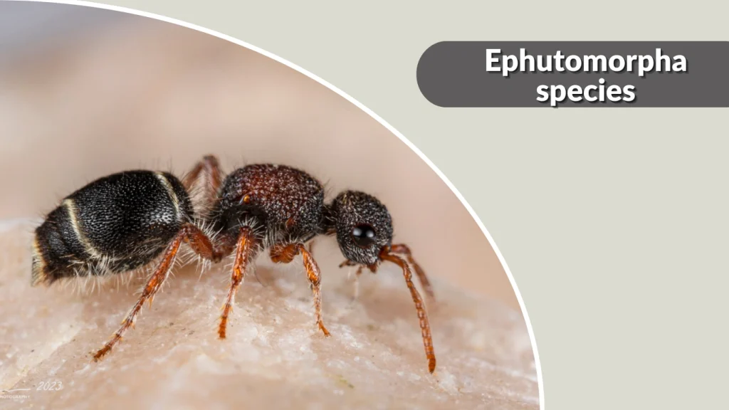 Ephutomorpha species