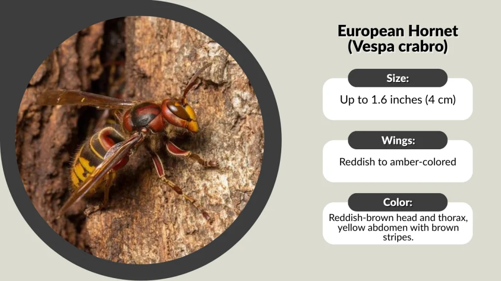 European Hornet (Vespa crabro)