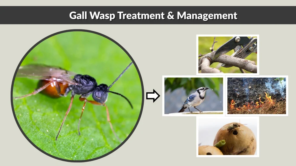 Gall Wasp Treatment & Management
