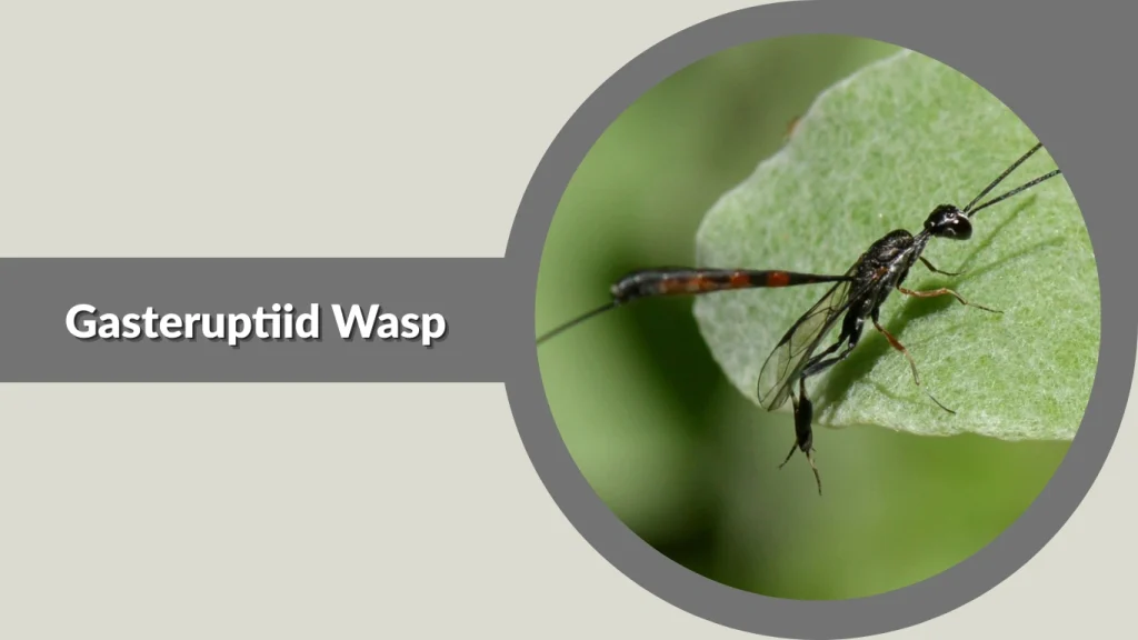 Gasteruptiid Wasp