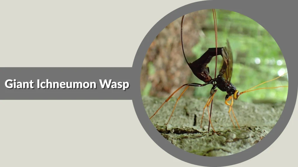 Giant Ichneumon Wasp