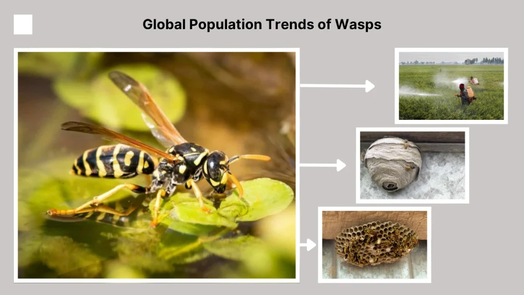 Global Population Trends of Wasps