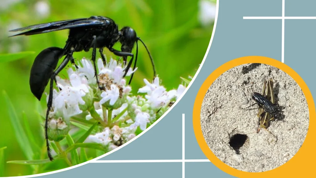 Great Black Wasp Nesting Behavior