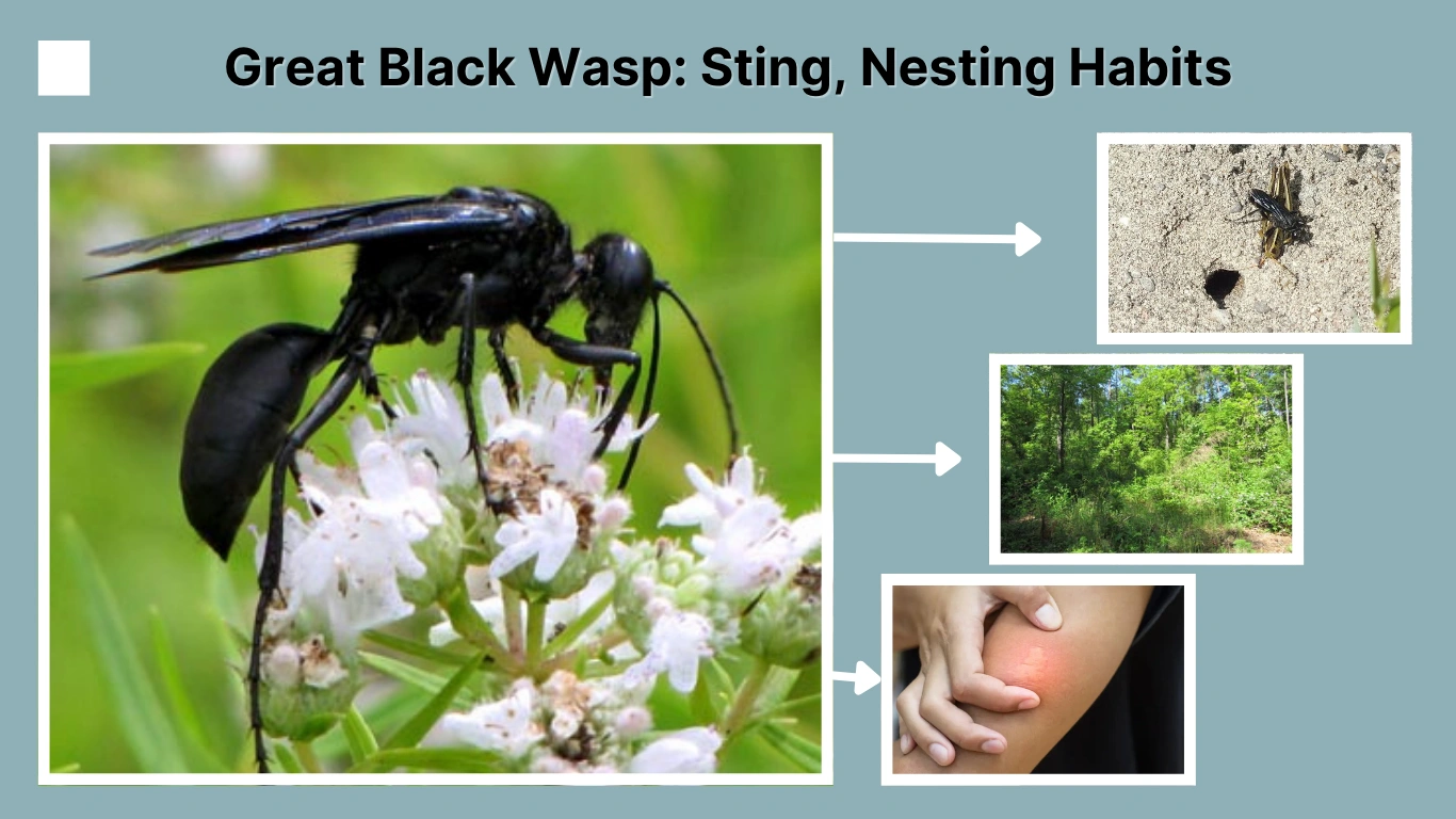 Great Black Wasp Sting, Nesting Habits, Size, and More
