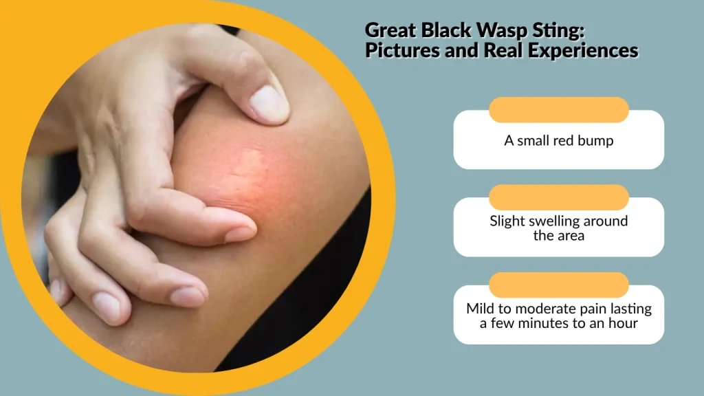 Great Black Wasp Sting Pictures and Real Experiences