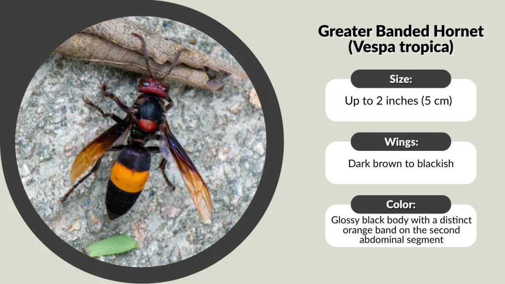 Greater Banded Hornet (Vespa tropica)