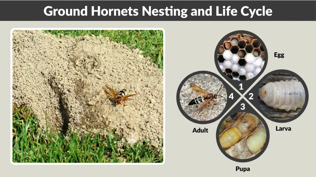 Ground Hornets Nesting and Life Cycle