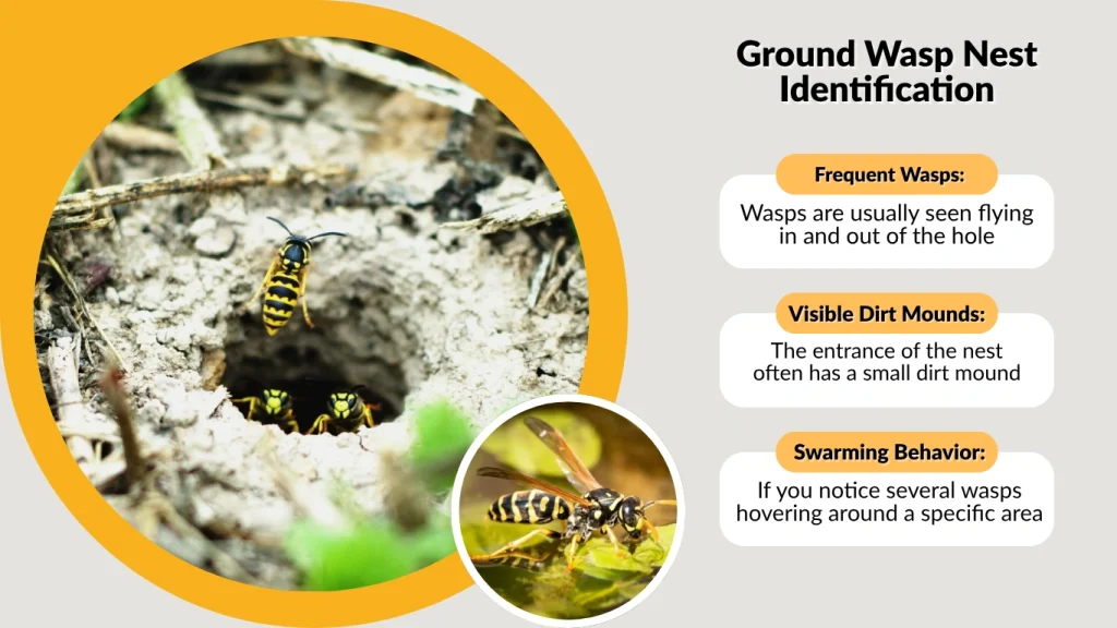 Ground Wasp Nest Identification