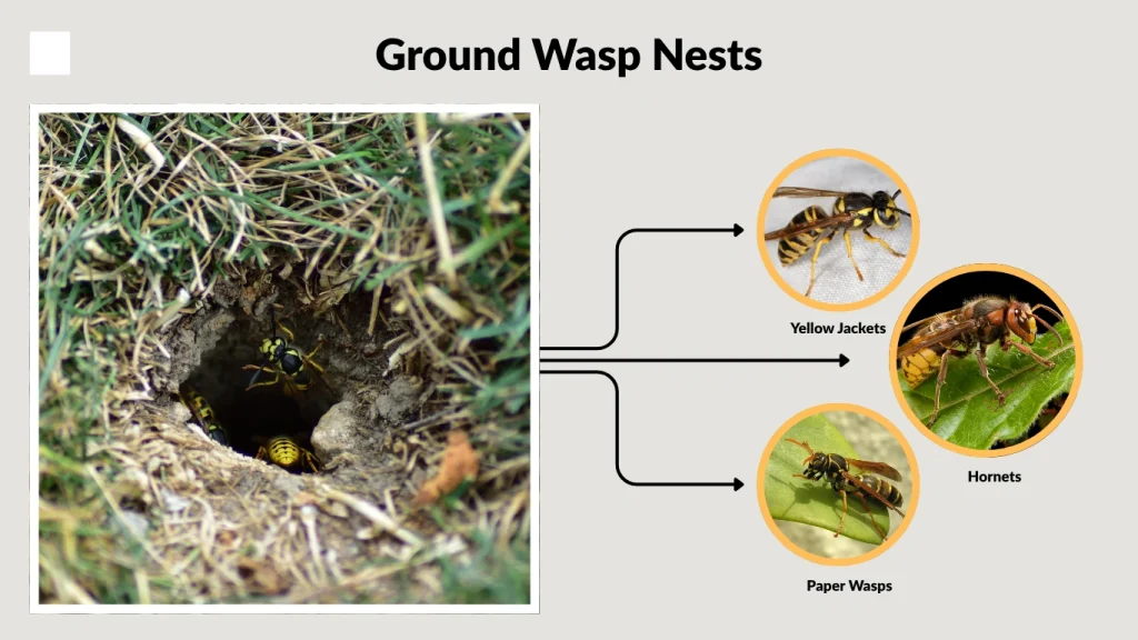 Ground Wasp Nests