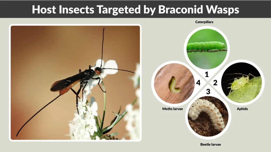 Host Insects Targeted by Braconid Wasps