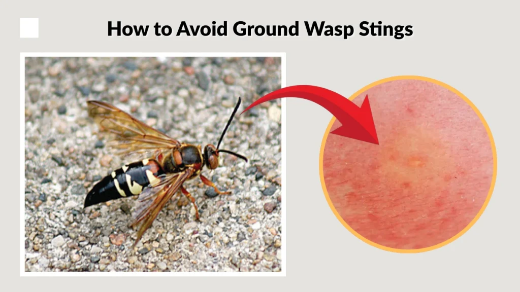 How to Avoid Ground Wasp Stings