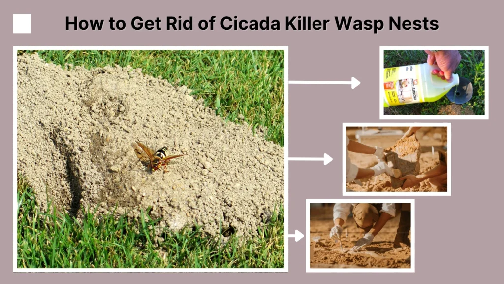 How to Get Rid of Cicada Killer Wasp Nests