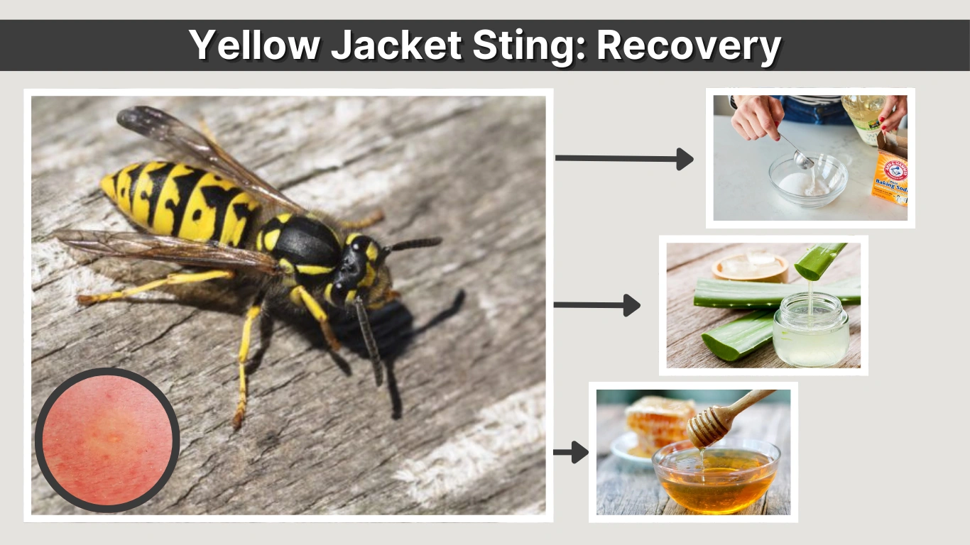 How to Treat a Yellow Jacket Sting Recovery, and Safety Tips