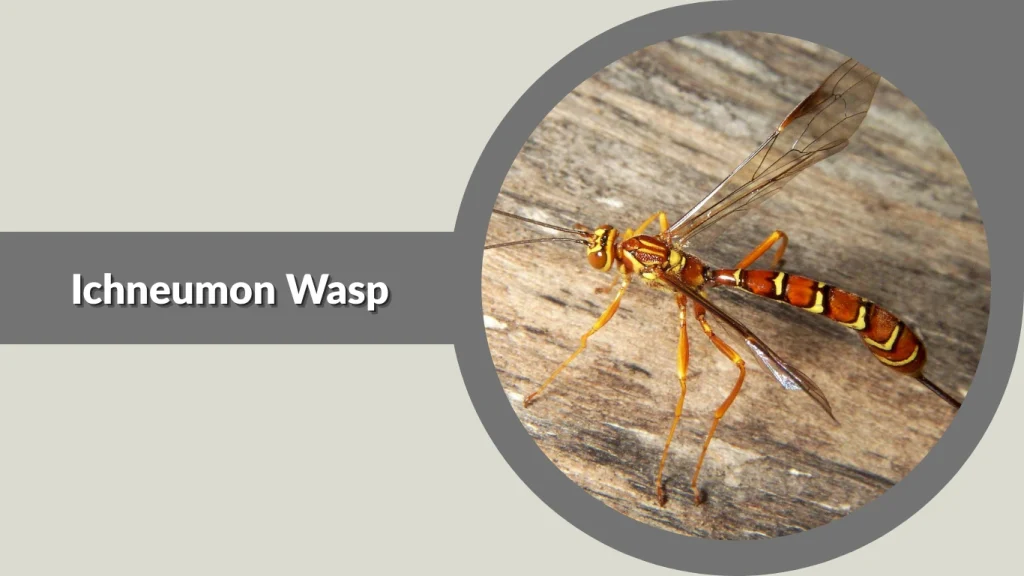 Ichneumon Wasp