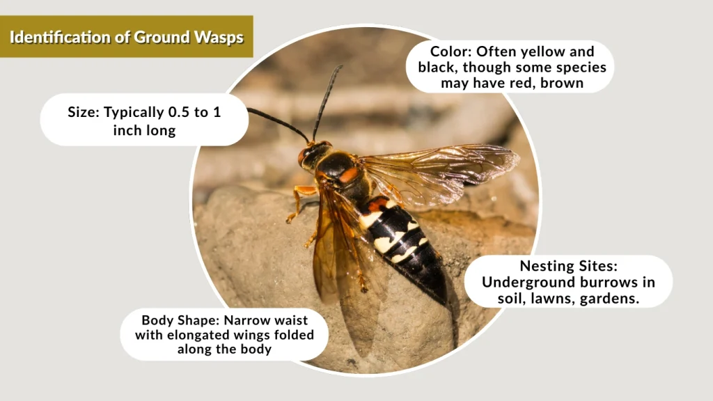 Identification of Ground Wasps