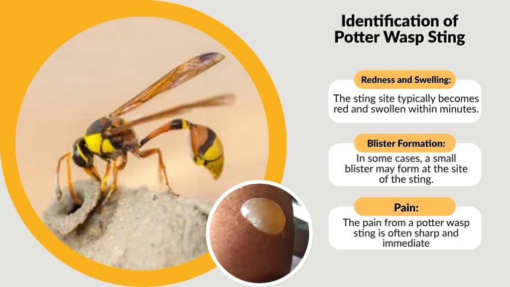 Identification of Potter Wasp Sting