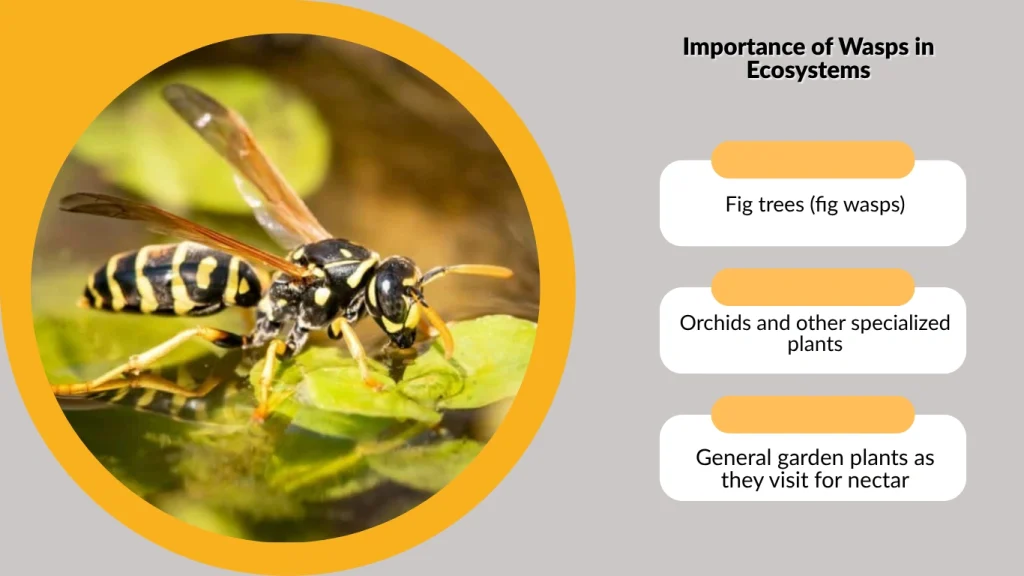 Importance of Wasps in Ecosystems