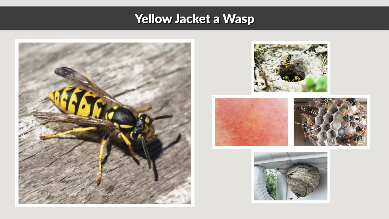 Is a Yellow Jacket a Wasp Everything You Need to Know