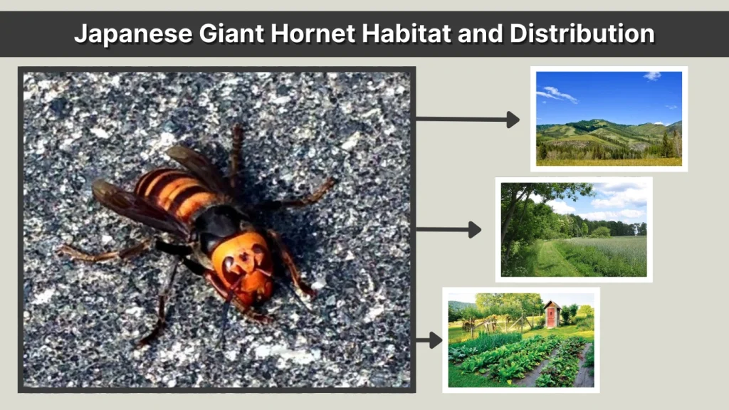 Japanese Giant Hornet Habitat and Distribution