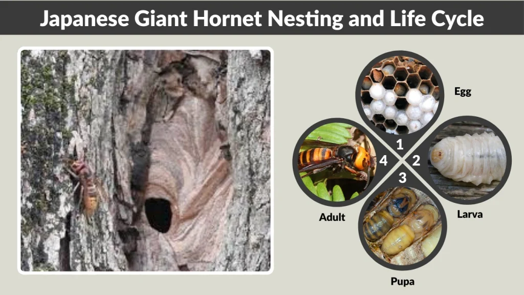 Japanese Giant Hornet Nesting and Life Cycle