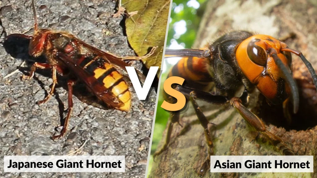 Japanese Giant Hornet vs Asian Giant Hornet
