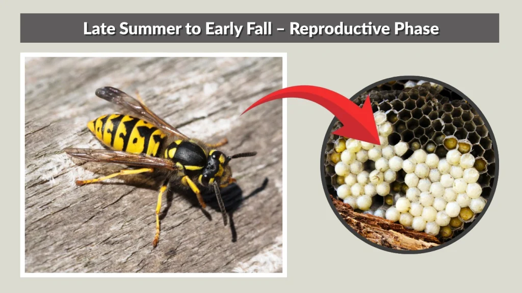 Late Summer to Early Fall – Reproductive Phase