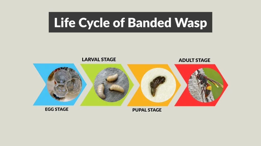 Life Cycle of Banded Wasp