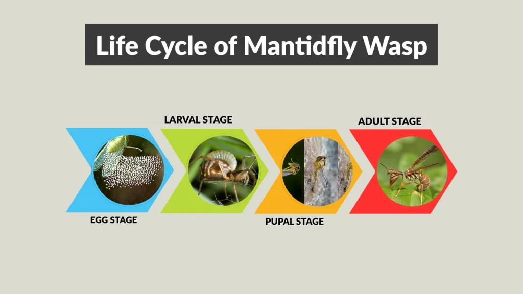 Life Cycle of Mantidfly Wasp