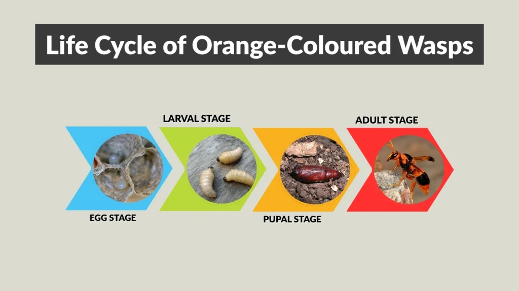 Life Cycle of Orange-Coloured Wasps