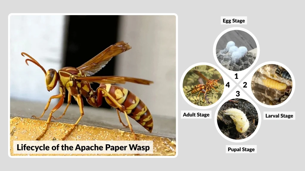 Lifecycle of the Apache Paper Wasp