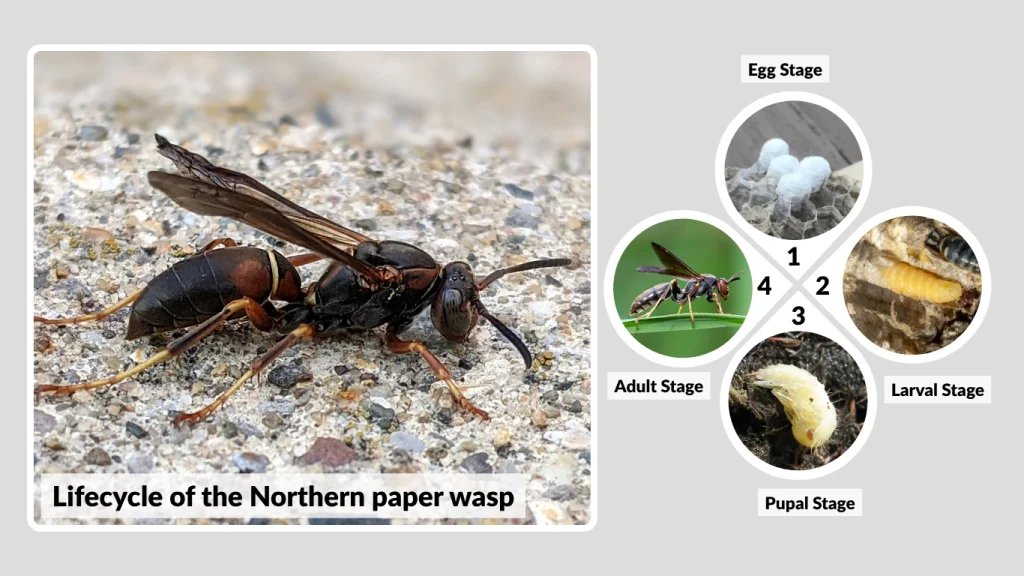 Lifecycle of the Northern paper wasp