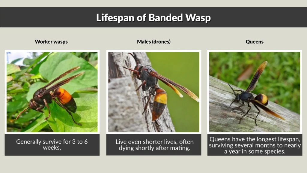 Lifespan of Banded Wasp