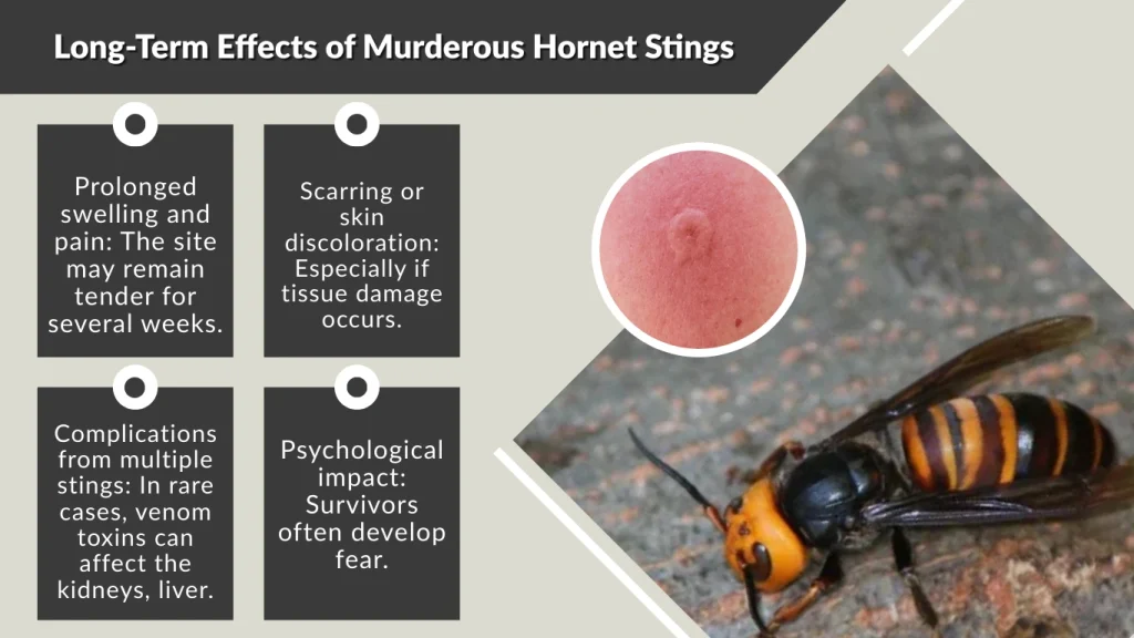Long-Term Effects of Murderous Hornet Stings