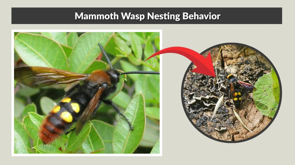Mammoth Wasp Nesting Behavior